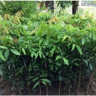 Cây Giống Nhãn Không Hạt Thái Lan (12 tháng cho trái)