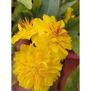 Mai cúc thọ hương để bàn, sale tháng 12