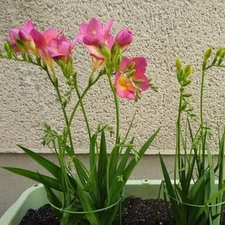 Củ giống hoa lan nam phi hoa màu hồng - 1 củ
