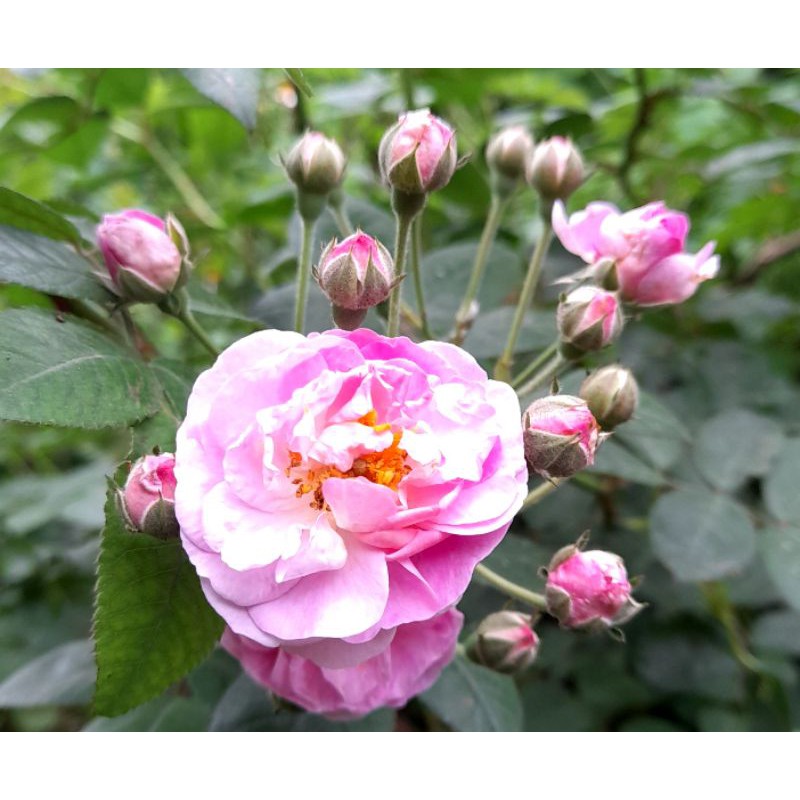 Cây hoa tầm xuân, 2 cây