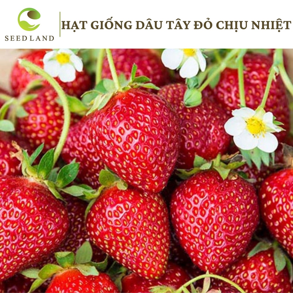 Hạt giống dâu tây đỏ chịu nhiệt - 100 hạt, New Zealand quả ngọt Seed Land