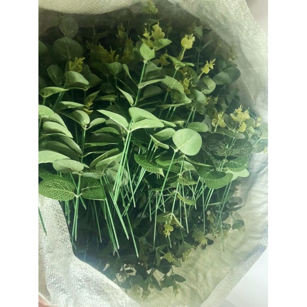 1 chiếc lá táo