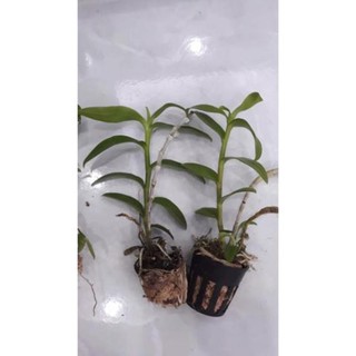 Hoa phong lan phi điệp trắng+ 700g phân thỏ hữu cơ