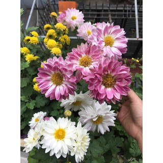 🌹Cúc đổi màu 🌹