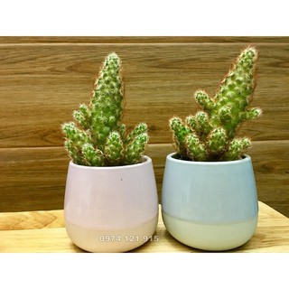 Chậu sứ siêu đẹp