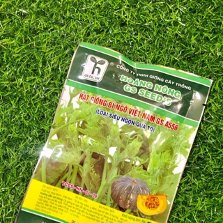 HẠT GIỐNG BÍ NGÔ VIỆT NAM GS A556 SIÊU NGỌN QUẢ TO 50gr