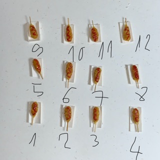 Mô Hình hotdog Hàn Quốc Miniature bằng Đất Sét