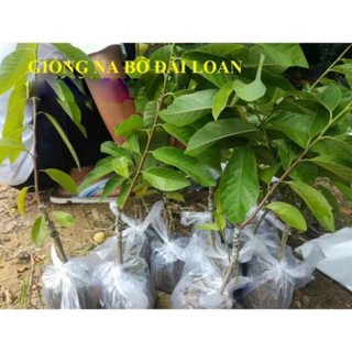 Cây Na Bở Đài Loan