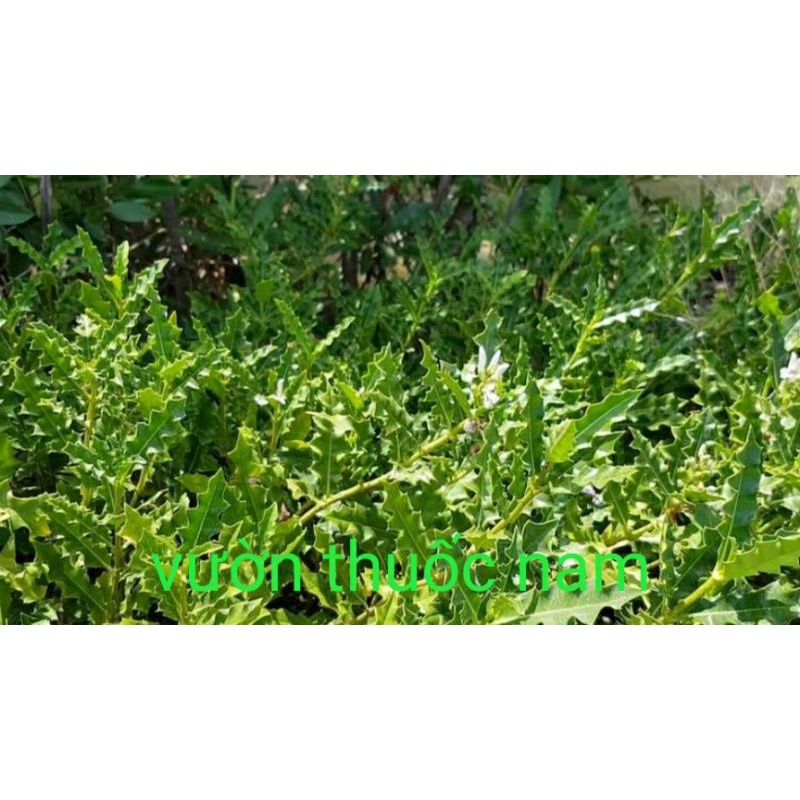 1kg cây ô rô tươi hái tại vườn nhà làm thảo dược