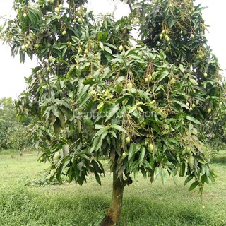 bầu cây xoài thái cây đẹp.