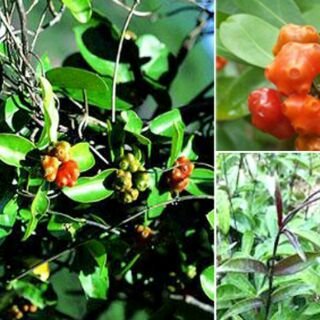 10 CÂY GIỐNG BA KÍCH TÍM