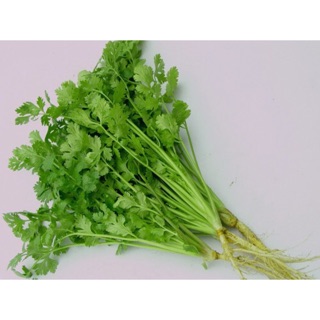 Hạt giống rau mùi