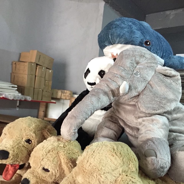 Combo voi Hàn Quốc và chó gold ikea