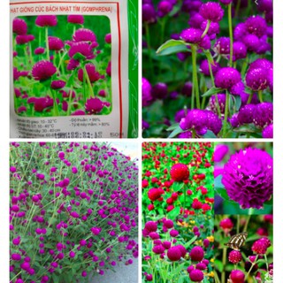 HẠT GIỐNG CÚC BẠCH NHẬT TÍM