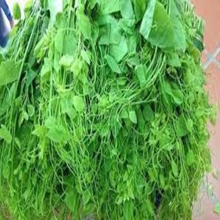 CÂY RAU BÒ KHAI GIỐNG
