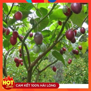 Bộ 2 gói Hạt giống Cà Chua Thân Gỗ Cà chua Tamarillo( 4-5 hạt /gói) tặng kèm 1 gói phân bón