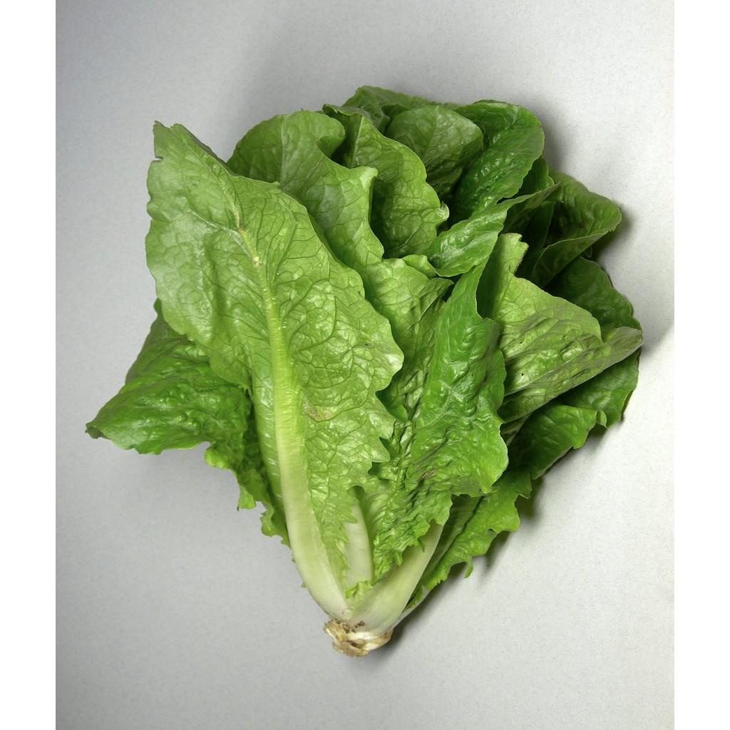 Hạt giống rau xà lách romaine xanh