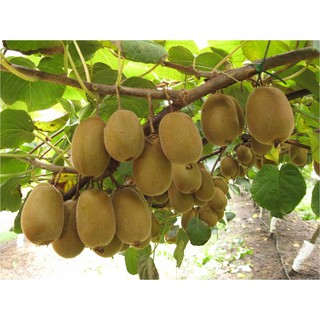 Hạt giống cây KIWI