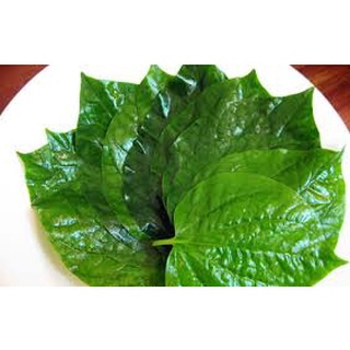 Combo 5 chậu cây lá lốt