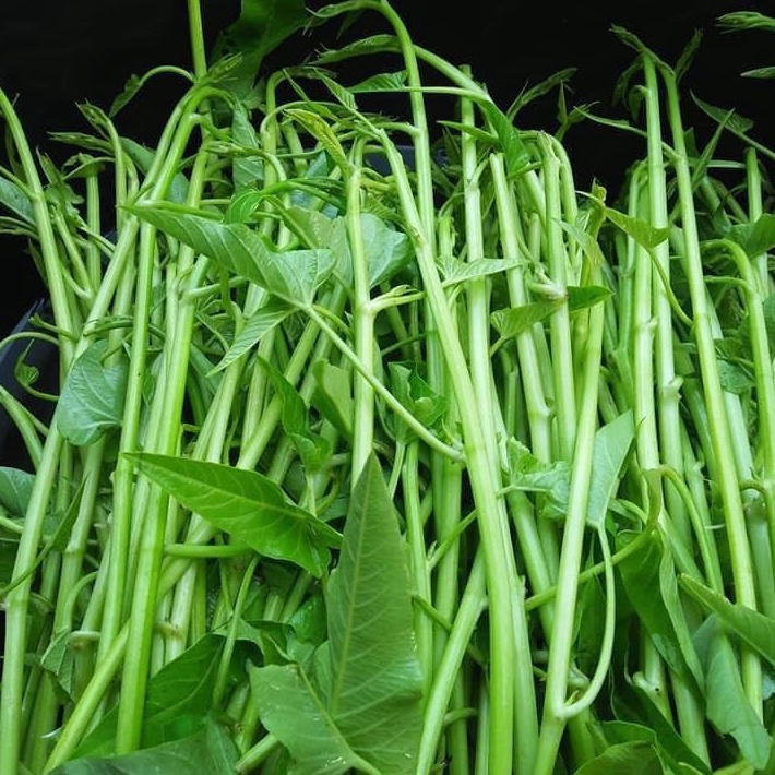 Hạt giống Rau Muống Siêu Ngọn Nhập Khẩu Thái Lan - 10gram