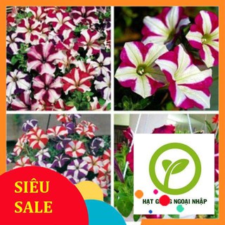 Gói hạt giống 100 hạt dạ yến thảo sọc hat f1
