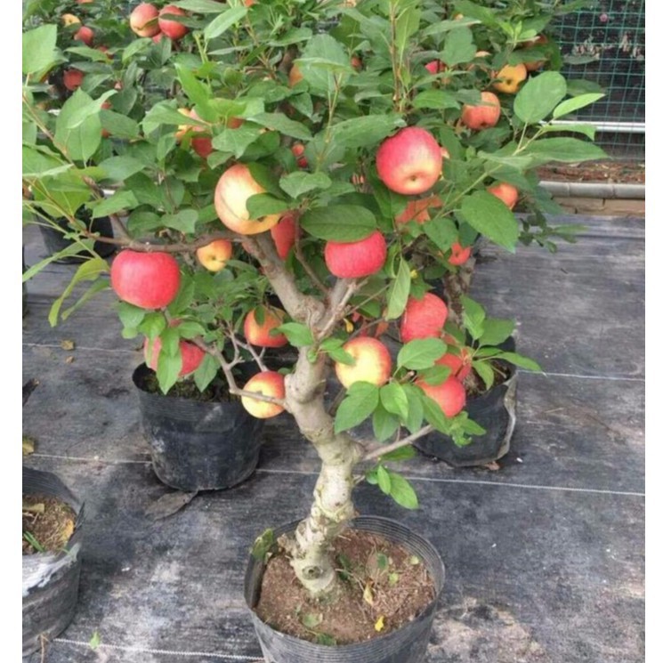 Hạt giống Táo Đỏ Lùn  ĐẾN MÙA TRỒNG TẾT luckyseed hạt siêu rẻ