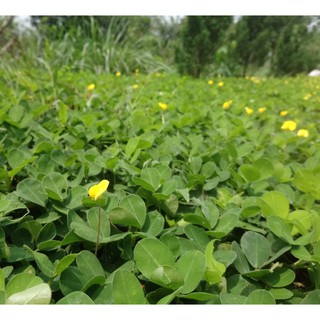 1kg cây giống cỏ lạc dại (cỏ đậu phộng)
