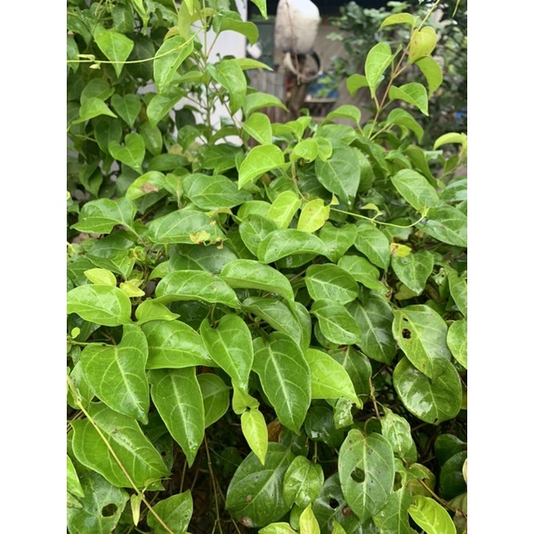 Lá giang vườn 300g