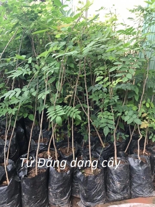 Cây tử đằng thân gỗ