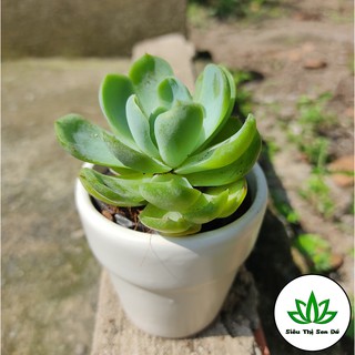 Sen Đá Sao Băng Cao Đà Lạt Đã Thuần Khí Hậu Size Bầu Đường Kính 4-6cm