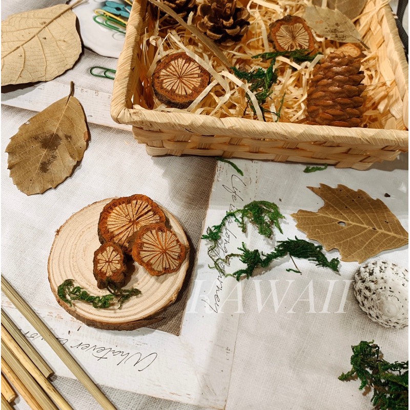 Set thông khô chụp hình sản phẩm