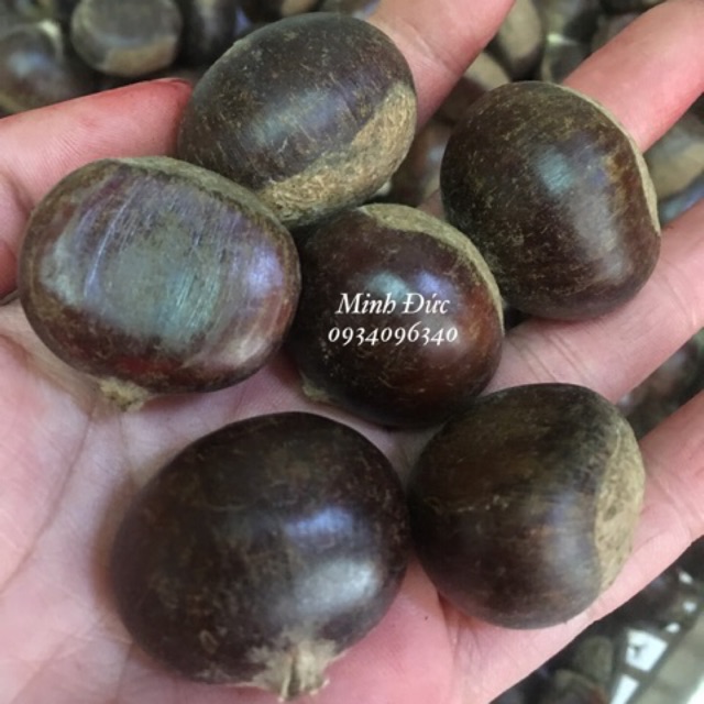 Hạt Dẻ Tươi 1kg