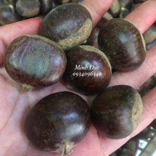 Hạt dẻ tươi 1kg