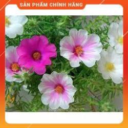 HẠT GIỐNG HOA MƯỜI GIỜ ĐƠN MIX GÓI 100 HẠT