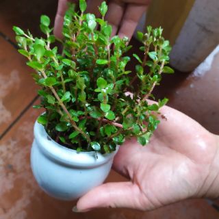 Cây thủy sinh Vảy ốc  (Ảnh thật của sản phẩm)