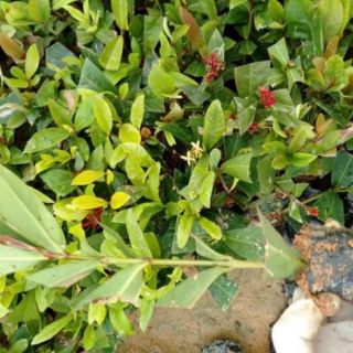 cây giống mẫu đơn  đủ màu