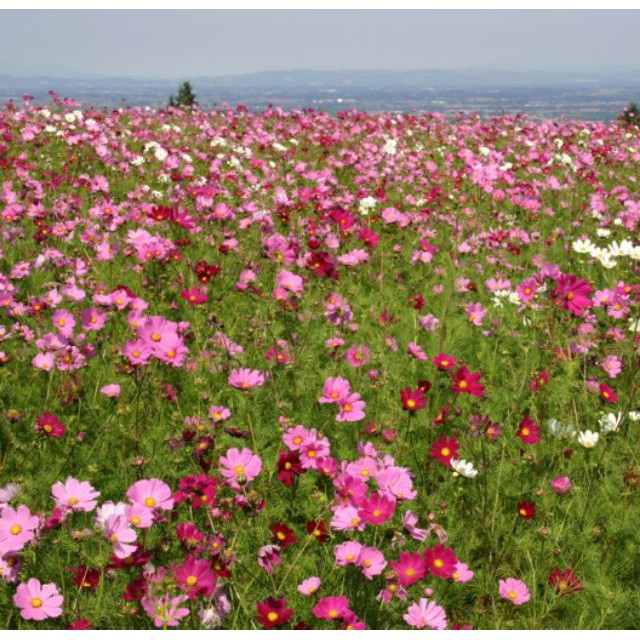 HẠT GIỐNG HOA SAO NHÁI ĐỎ HỒNG ( COSMOS SULPHUREUS ) [shop uy tín]