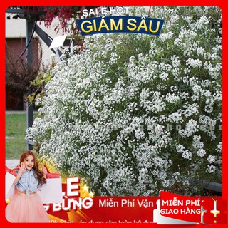 Hạt giống hoa ngàn sao mix - 50 hạt / gói