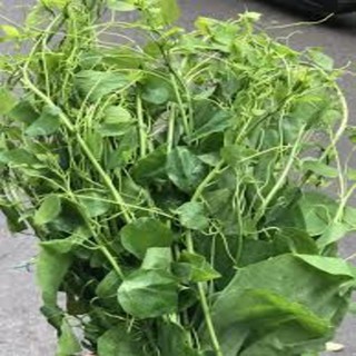 CÂY RAU BÒ KHAI GIỐNG