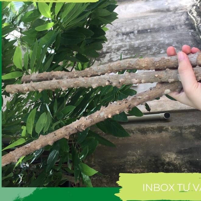 Cầu đứng Minibica cầu gạo thẳng cao cấp giá rẻ cho các loại chim PK138