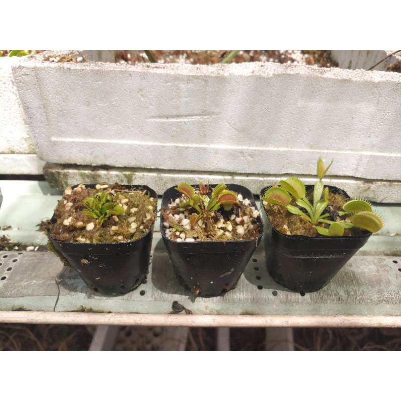 Cây Bắt Mồi, Cây Bẩy Kẹp Venus Flytrap  Cây Ăn Thịt Bắt Ruồi Muỗi, Chất Trồng Chuẩn Cao Cấp Dưỡng Khỏe Đóng Gói ChắcChắn