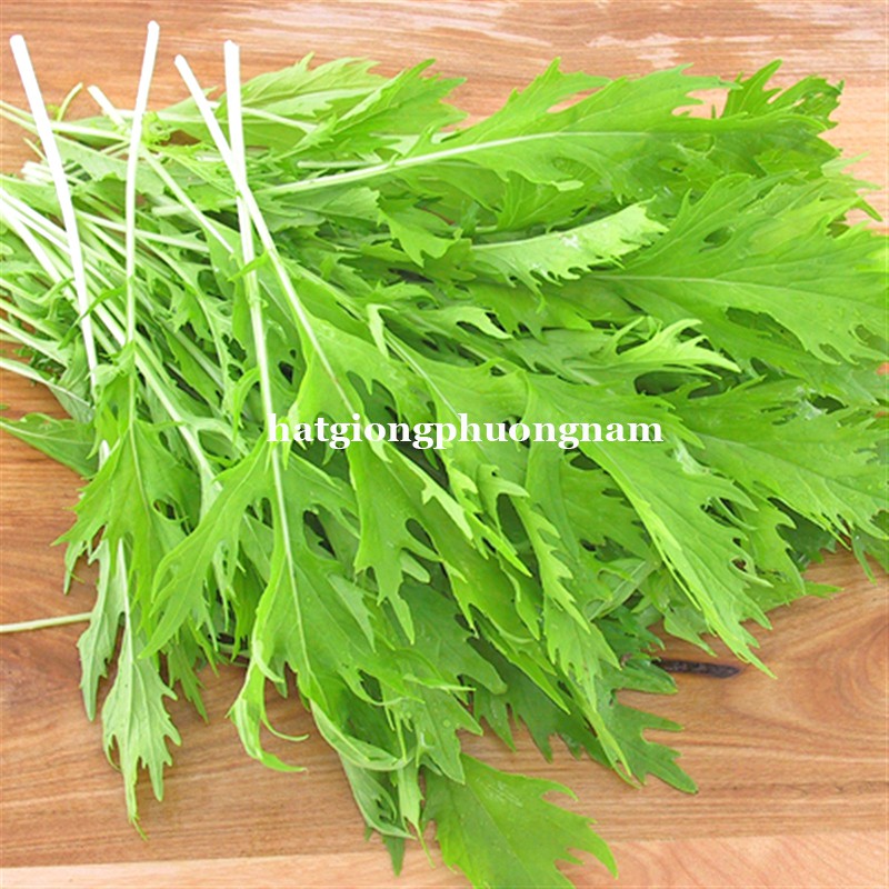 10GR - HẠT GIỐNG CẢI ĐUÔI PHỤNG