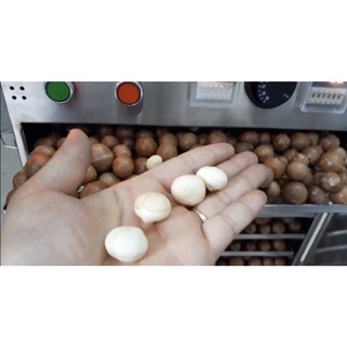 Macca - 1 KG - Macca Lâm Đồng - Nhà trồng