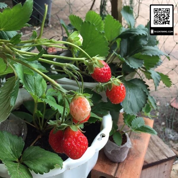 Hạt giống Dâu tây đỏ cao cấp Etna