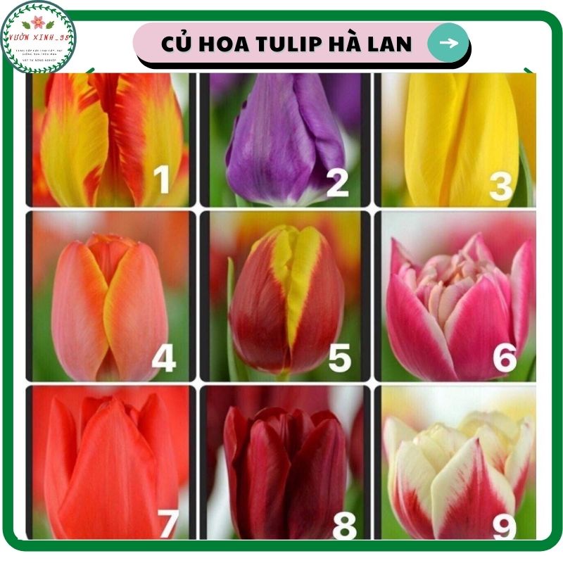 Củ hoa tulip (tuylip) Hà lan,nhiều màu sắc tùy chọn( ra hoa sau 1 tháng)