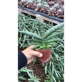 cây BÀN TAY PHẬT