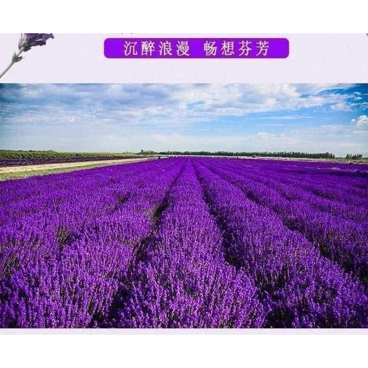 Túi thơm hoa lavender,💖FREESHIP💖,hàng QC cao cấp