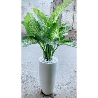 Chậu Cây Vạn Niên Thanh Lớn 90-100cm