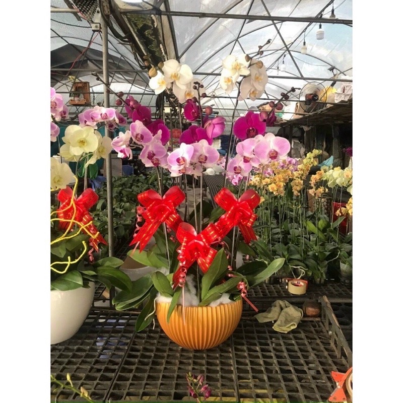 Chậu gân sọc để bàn 16x10cm