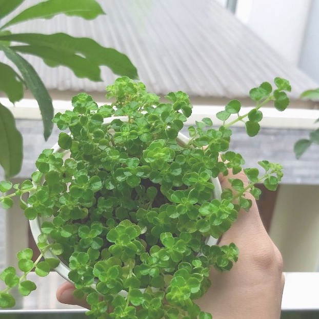 CÂY CỎ NỀN LỆ NHI